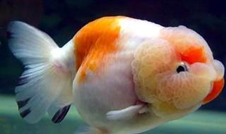 金鱼只有一点点呼吸时怎么办 金鱼用什么呼吸